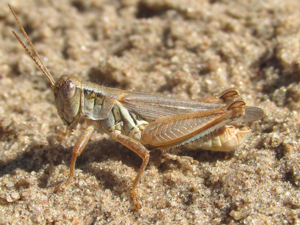 Narrow-winged Spur-throat Grasshopper