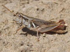 Melanoplus angustipennis