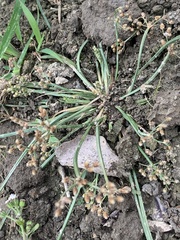 Fimbristylis quinquangularis