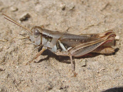 Melanoplus angustipennis