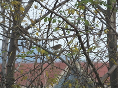 Phylloscopus fuscatus