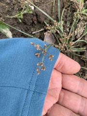 Fimbristylis quinquangularis