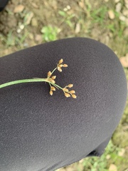 Fimbristylis quinquangularis