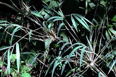 Chusquea lorentziana