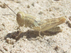 Melanoplus angustipennis