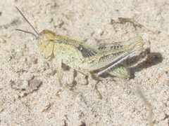 Melanoplus angustipennis