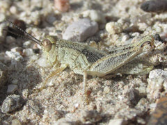 Melanoplus angustipennis