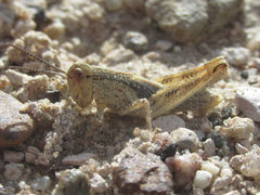 Melanoplus angustipennis