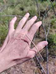 Heteronemiinae