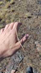 Heteronemiinae