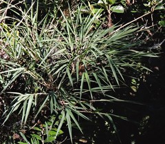 Chusquea lorentziana