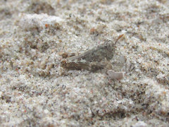 Melanoplus angustipennis