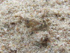 Melanoplus angustipennis