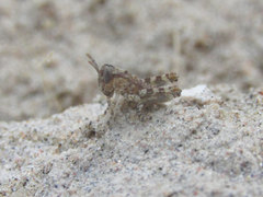 Melanoplus angustipennis