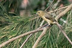 Sporophila caerulescens