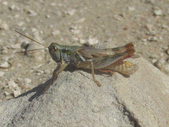 Melanoplus angustipennis