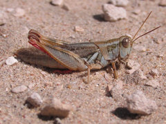 Melanoplus angustipennis