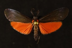 Lycomorpha splendens