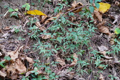 Clematis formosana