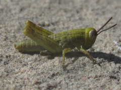 Melanoplus angustipennis