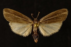Hypoprepia inculta