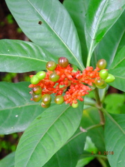 Rauvolfia serpentina