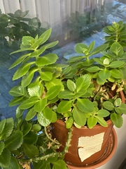 Kalanchoe blossfeldiana