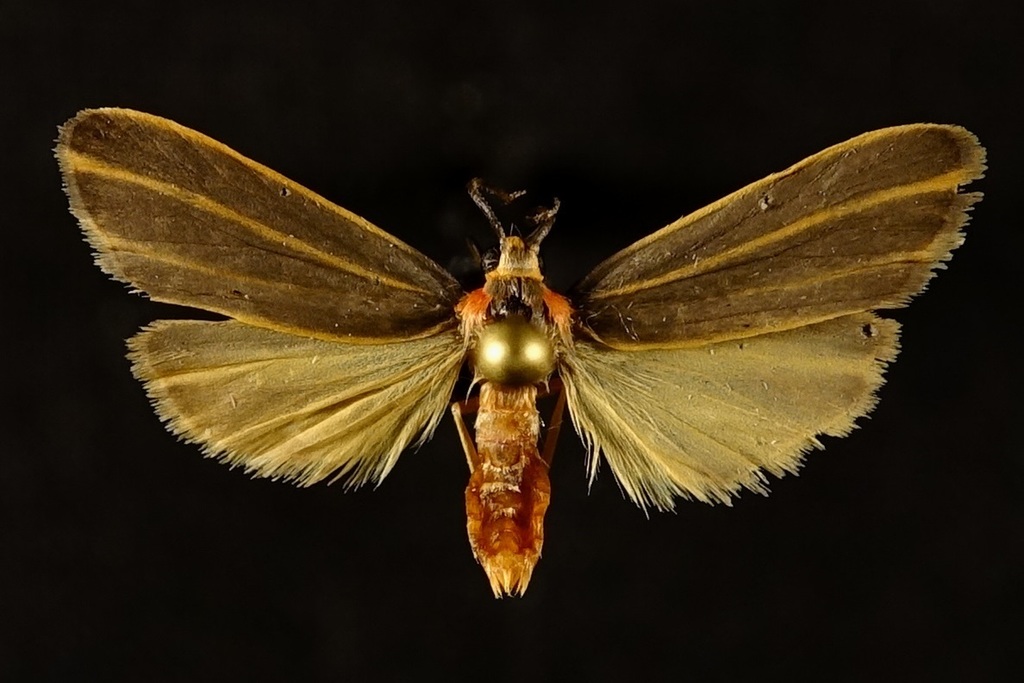 Haematomis