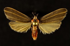 Haematomis uniformis