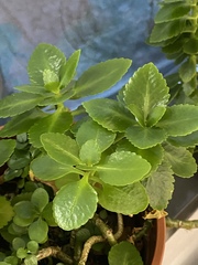 Kalanchoe blossfeldiana