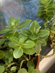 Kalanchoe blossfeldiana