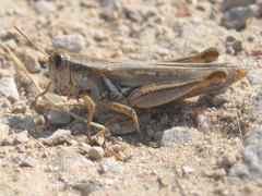 Melanoplus angustipennis