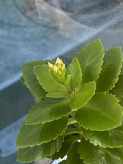 Kalanchoe blossfeldiana