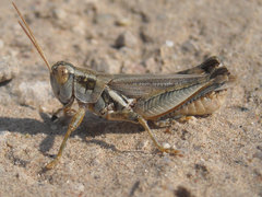 Melanoplus angustipennis
