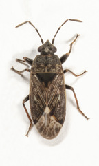 Peritrechus convivus