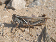 Melanoplus angustipennis