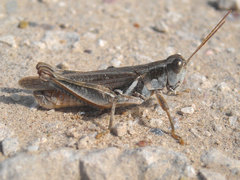 Melanoplus angustipennis