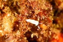 Diaphorodoris alba