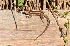 Liolaemus schroederi