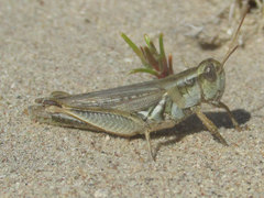 Melanoplus angustipennis