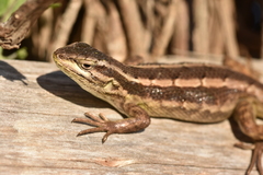 Liolaemus schroederi