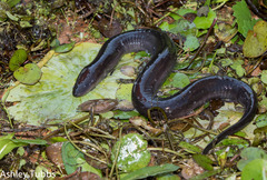 Amphiuma tridactylum