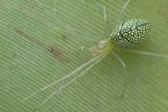 Tetragnatha squamata