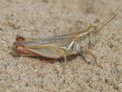 Melanoplus angustipennis