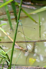 Lestes uncifer