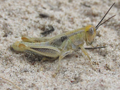 Melanoplus angustipennis