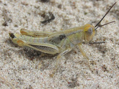 Melanoplus angustipennis