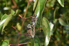 Rhionaeschna diffinis