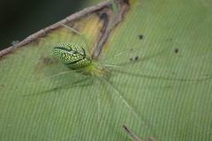 Tetragnatha squamata