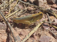 Melanoplus angustipennis